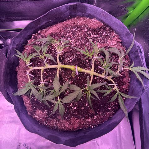 Yuzu ephoria growlog timeline photo