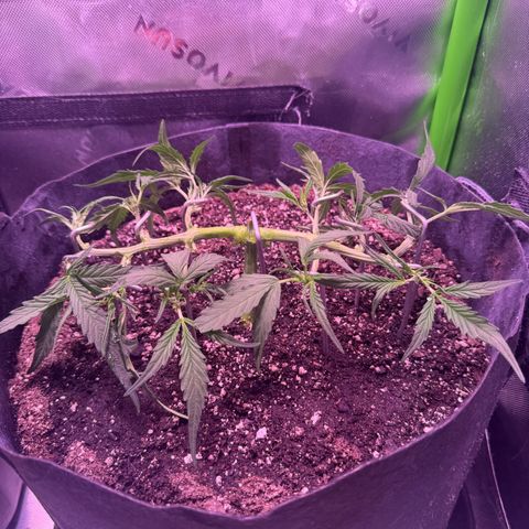 Yuzu ephoria growlog timeline photo