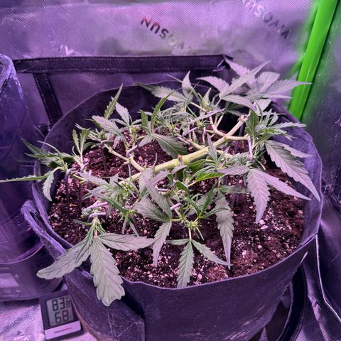 Yuzu ephoria growlog timeline photo