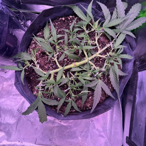 Yuzu ephoria growlog timeline photo