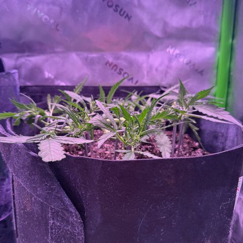 Yuzu ephoria growlog timeline photo