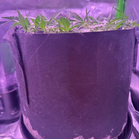 Yuzu ephoria growlog timeline photo