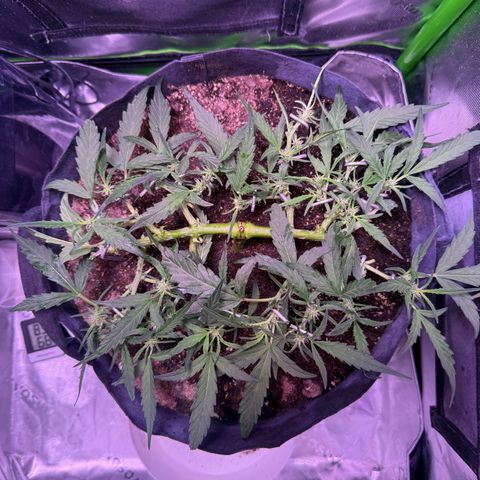 Yuzu ephoria growlog timeline photo