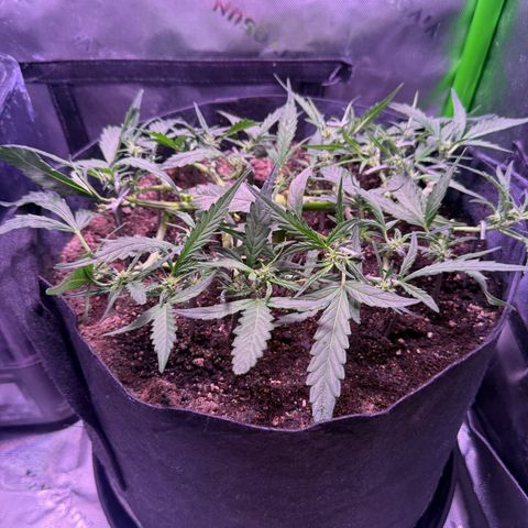 Yuzu ephoria growlog timeline photo
