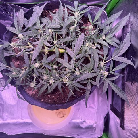 Yuzu ephoria growlog timeline photo