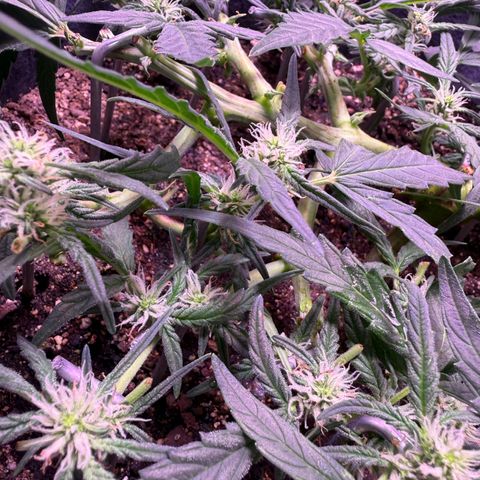 Yuzu ephoria growlog timeline photo