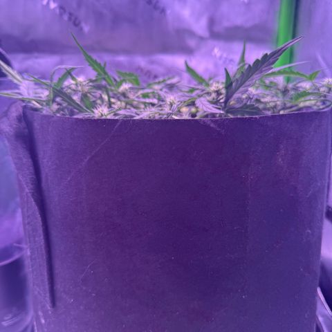 Yuzu ephoria growlog timeline photo