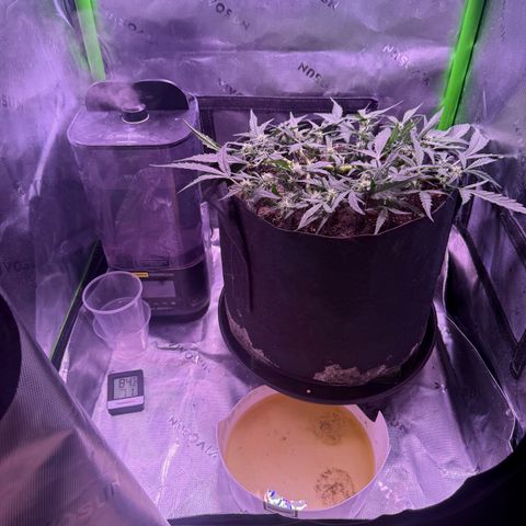 Yuzu ephoria growlog timeline photo