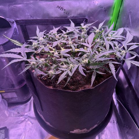 Yuzu ephoria growlog timeline photo