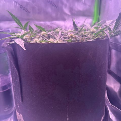 Yuzu ephoria growlog timeline photo