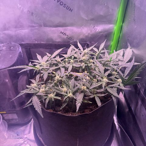 Yuzu ephoria growlog timeline photo