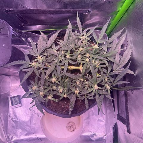 Yuzu ephoria growlog timeline photo