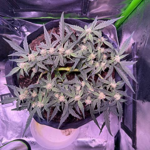 Yuzu ephoria growlog timeline photo