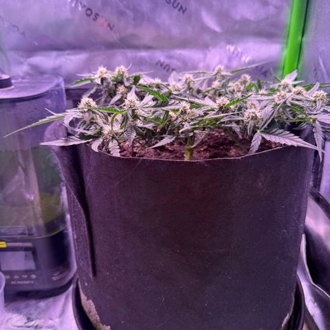 Yuzu ephoria growlog timeline photo