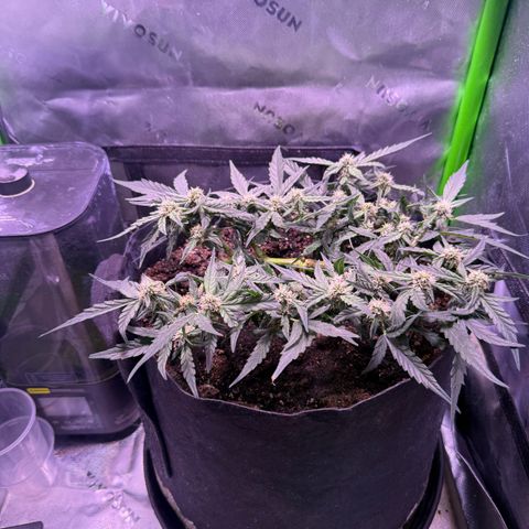 Yuzu ephoria growlog timeline photo