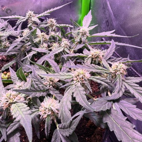 Yuzu ephoria growlog timeline photo