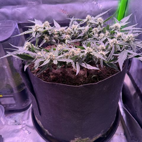 Yuzu ephoria growlog timeline photo