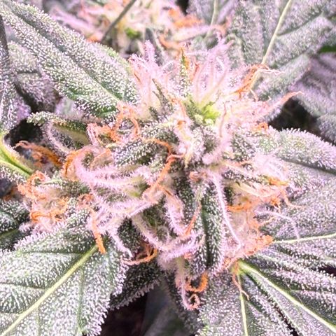 Yuzu ephoria growlog timeline photo