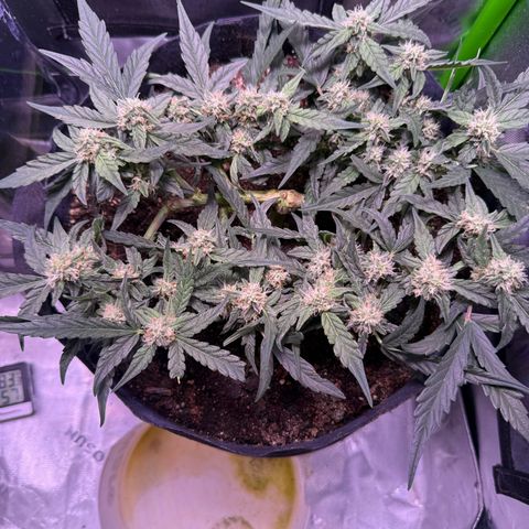 Yuzu ephoria growlog timeline photo