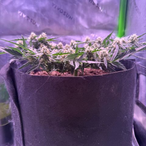 Yuzu ephoria growlog timeline photo