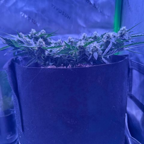 Yuzu ephoria growlog timeline photo