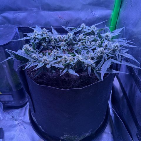 Yuzu ephoria growlog timeline photo