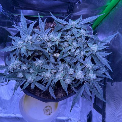 Yuzu ephoria growlog timeline photo