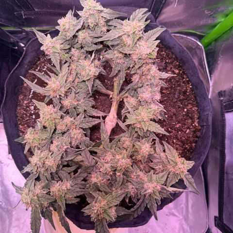 Yuzu ephoria growlog timeline photo