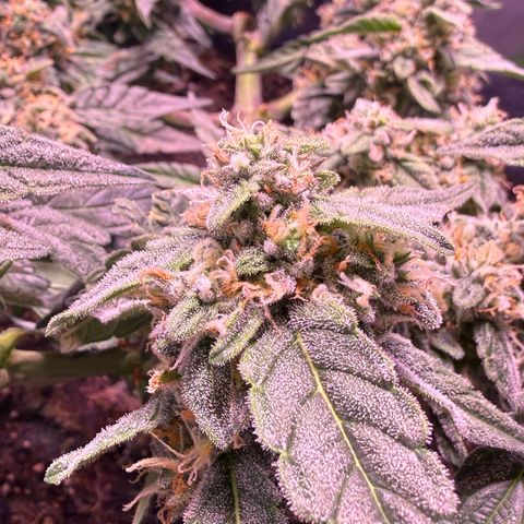 Yuzu ephoria growlog timeline photo