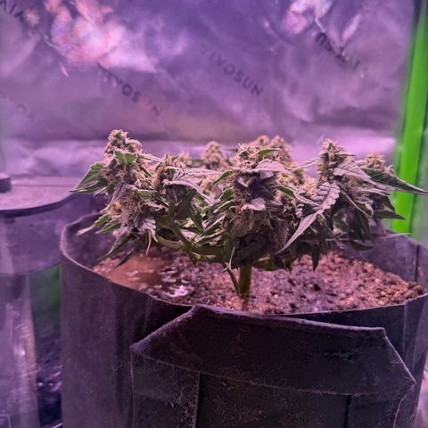 Yuzu ephoria growlog timeline photo