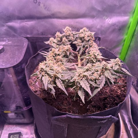 Yuzu ephoria growlog timeline photo