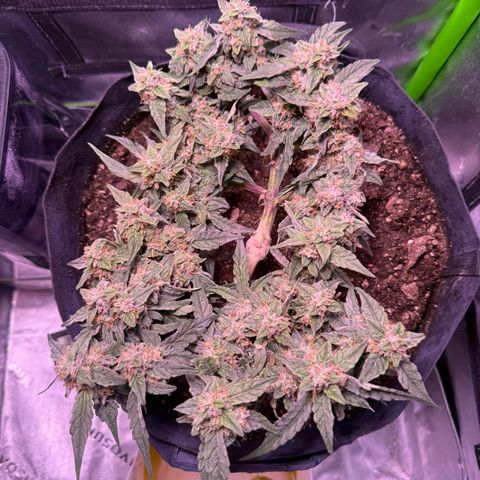 Yuzu ephoria growlog timeline photo