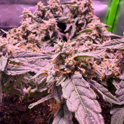 Yuzu ephoria growlog timeline photo