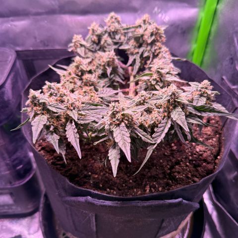 Yuzu ephoria growlog timeline photo