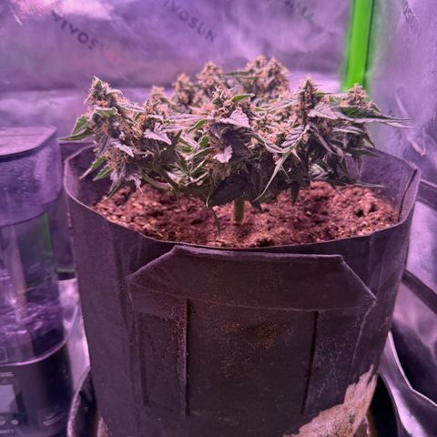 Yuzu ephoria growlog timeline photo