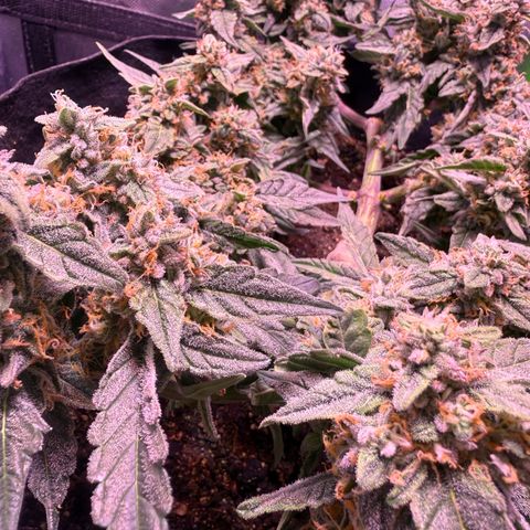 Yuzu ephoria growlog timeline photo