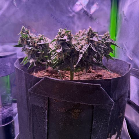 Yuzu ephoria growlog timeline photo