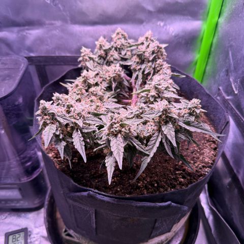 Yuzu ephoria growlog timeline photo