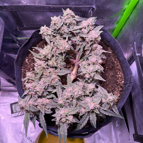 Yuzu ephoria growlog timeline photo