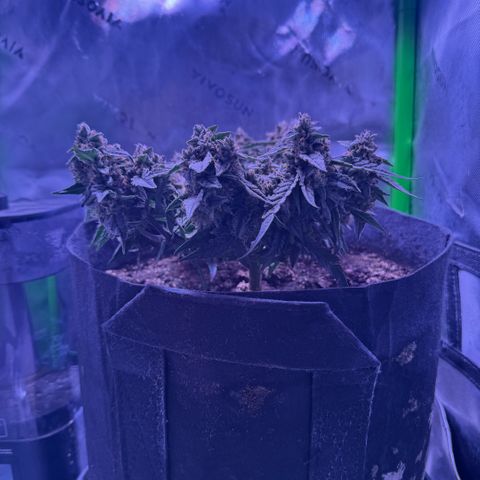 Yuzu ephoria growlog photo: 20 days till finish.