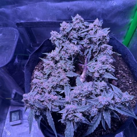 Yuzu ephoria growlog photo: 20 days till finish.
