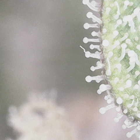 Yuzu ephoria growlog photo: 20 days till finish.