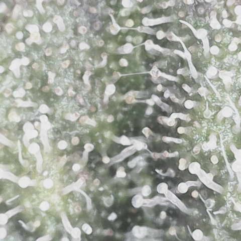 Yuzu ephoria growlog photo: 20 days till finish.