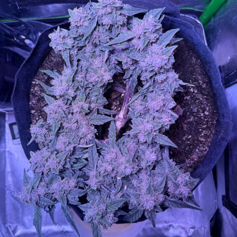 Yuzu ephoria growlog photo: 20 days till finish.