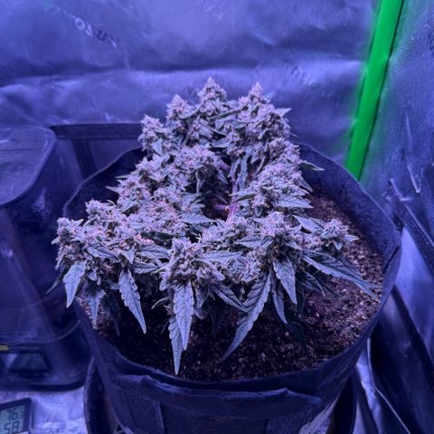 Yuzu ephoria growlog photo: 20 days till finish.