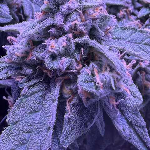 Yuzu ephoria growlog photo: 20 days till finish.