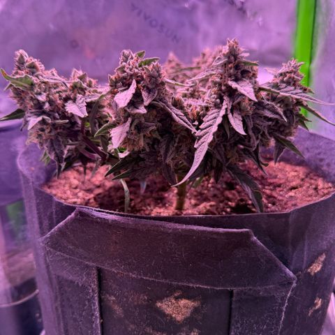 Yuzu ephoria growlog timeline photo