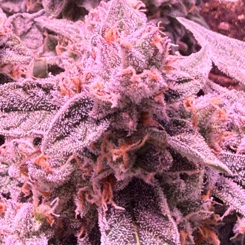 Yuzu ephoria growlog timeline photo