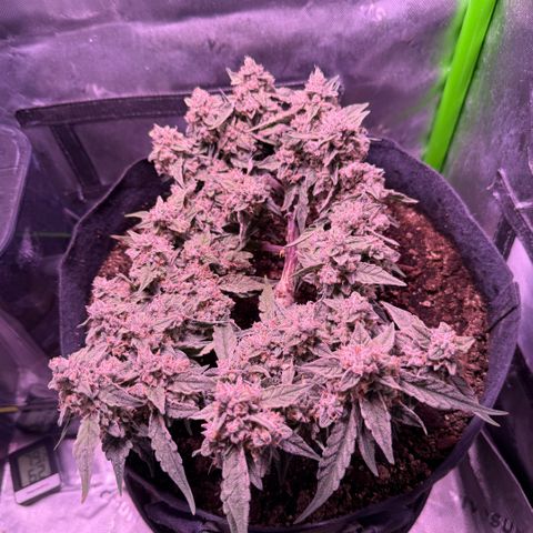 Yuzu ephoria growlog timeline photo
