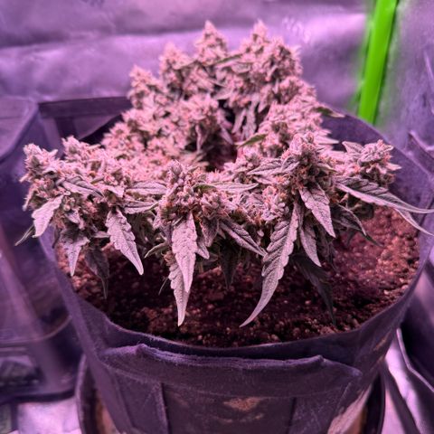 Yuzu ephoria growlog timeline photo